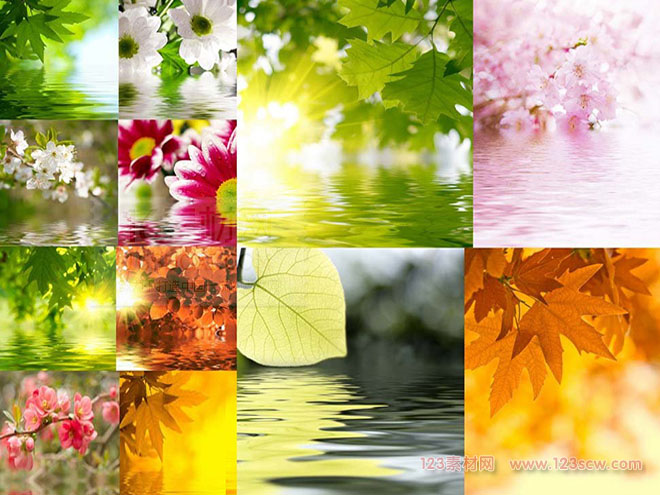12张唯美漂亮花朵绿叶高清图片